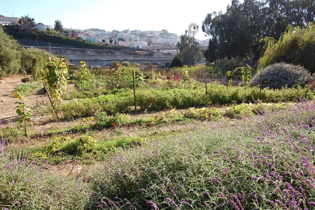 Alemany Farm