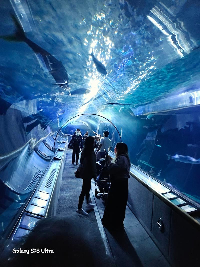 Aquarium of the Bay - Photo 1