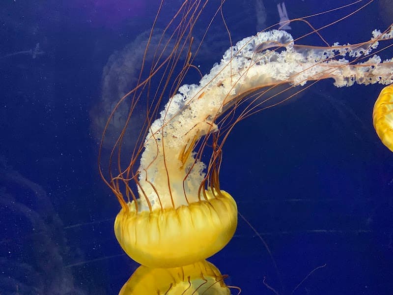 Aquarium of the Bay - Photo 2