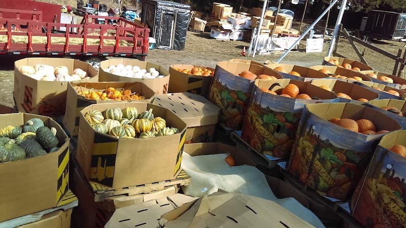 Clancy's Pumpkin Patch — view 2