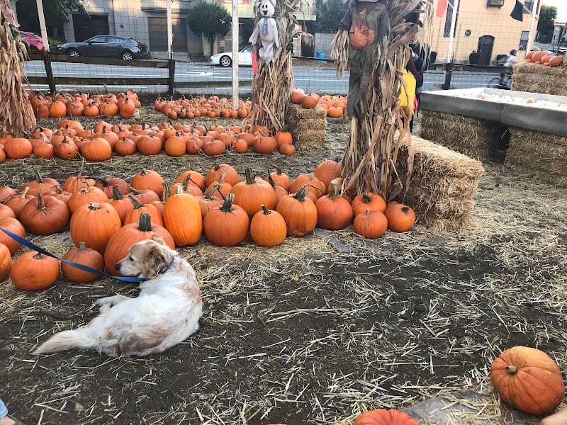 Clancy's Pumpkin Patch — view 3