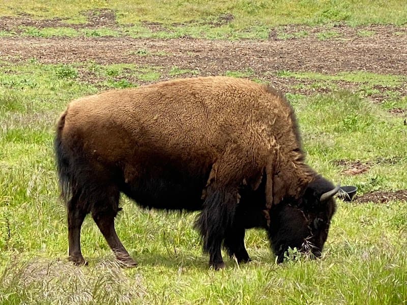 Golden Gate Park Bison Paddock