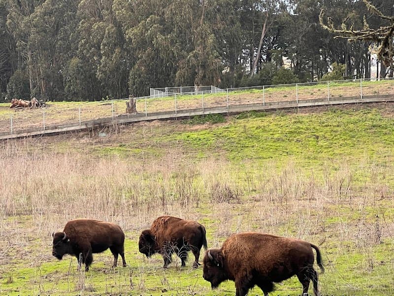 Golden Gate Park Bison Paddock — view 2