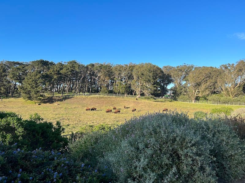 Golden Gate Park Bison Paddock — view 3
