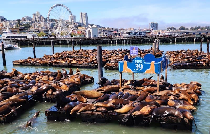 Pier 39 Sea Lions - Photo 1