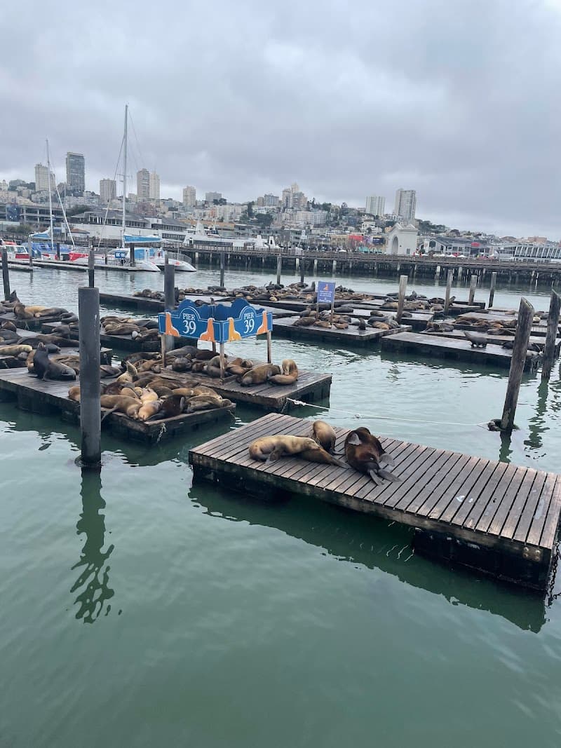 Pier 39 Sea Lions β view 2