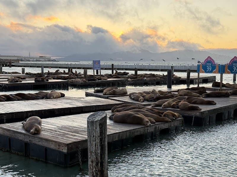 Pier 39 Sea Lions β view 3