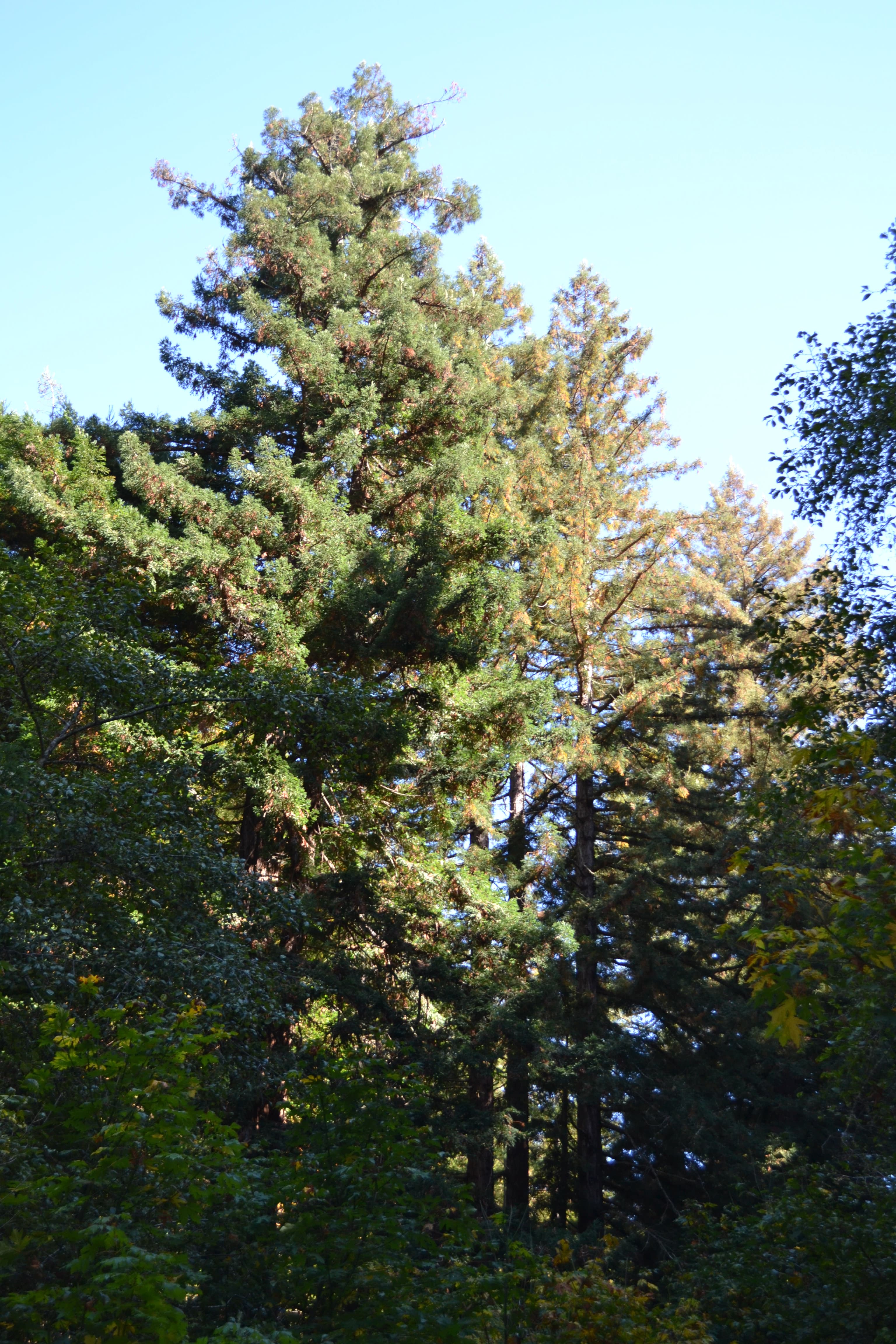 Tall trees and leafy forest canopy in Purisima Creek Redwoods Open Space Preserve