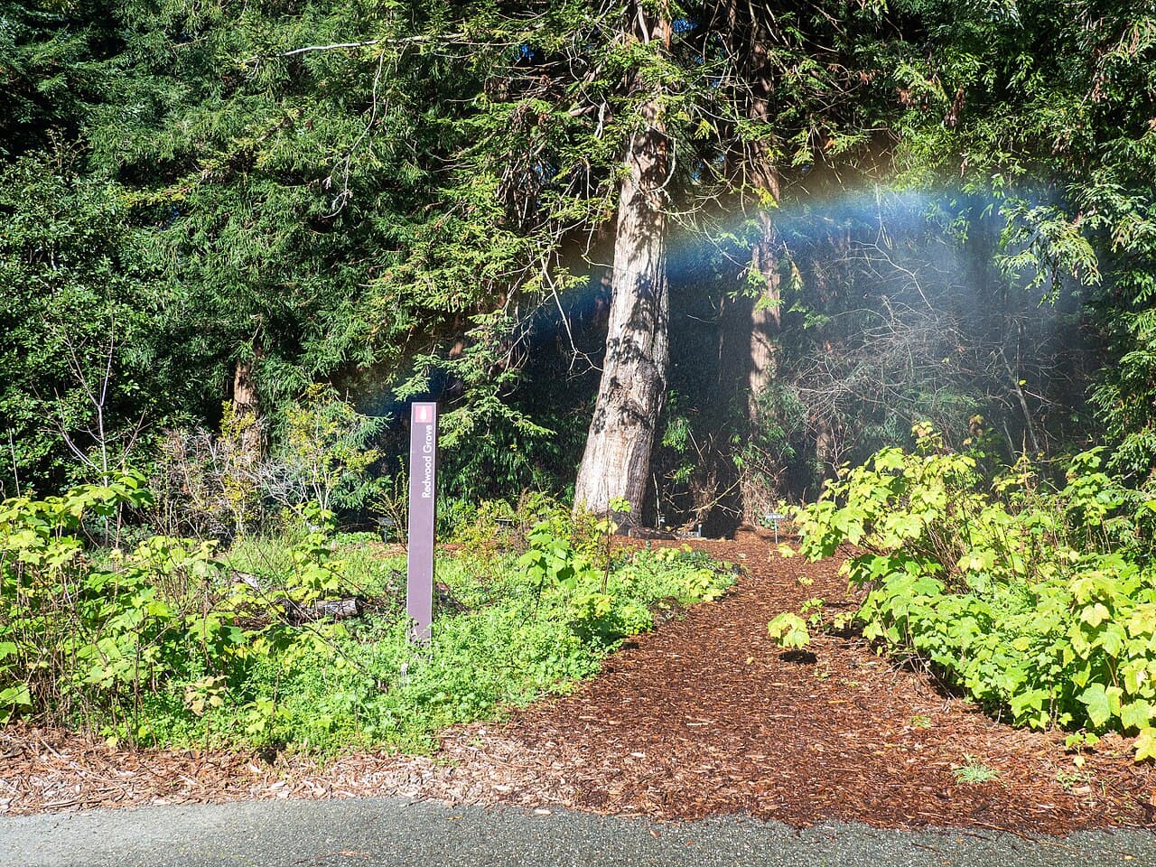 A path into the Botanical Garden’s Redwood Grove with a rainbow in the sprinkler mist