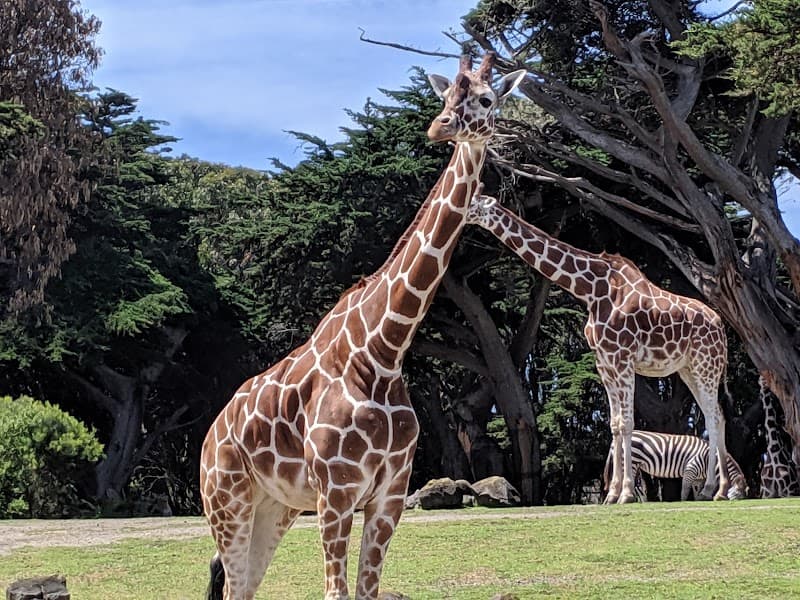 SF Zoo Camp - Photo 1